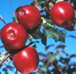 Liberty Apple -Plants Store 1080 960x960 1