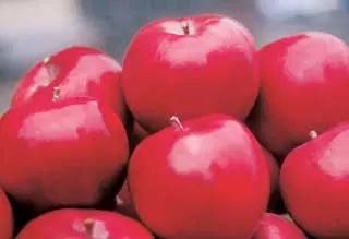 Macoun Apple 4 Macoun Apple - Image 2