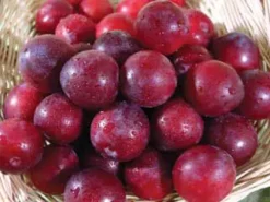 Methley Plum -Plants Store 111 960x960 1
