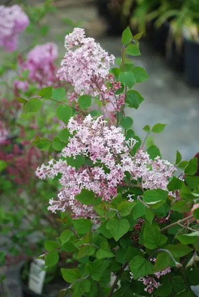 Josee Reblooming Lilac 4 Josee Reblooming Lilac - Image 2