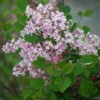 Josee Reblooming Lilac 1 Josee Reblooming Lilac -Plants Store 1188 960x960 1