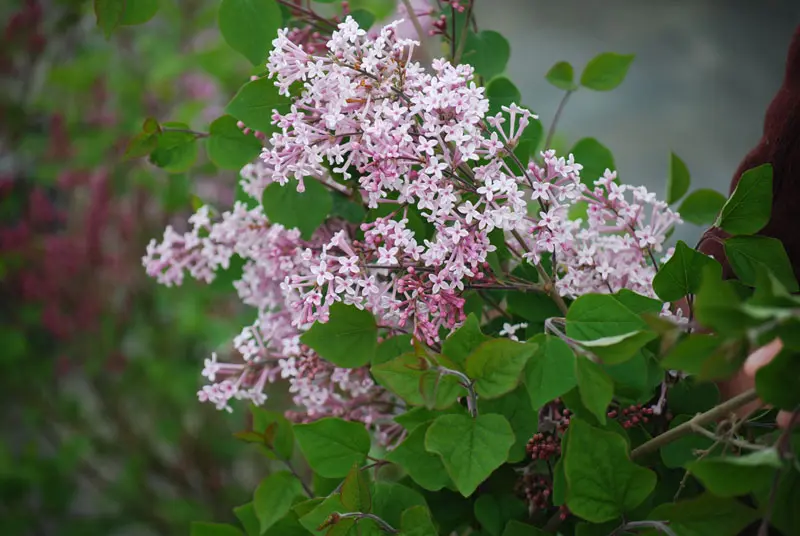 Josee Reblooming Lilac 3 Josee Reblooming Lilac