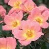 Rainbow Knock Out® Rose