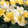 Sunny Knock Out® Rose -Plants Store 1203 960x960 1