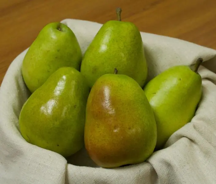 Anjou Pear 3 Anjou Pear