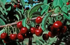 Stella Sweet Cherry -Plants Store 142 960x960 1