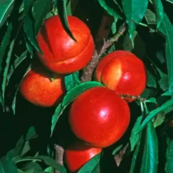 Stark® SunGlo Nectarine -Plants Store 1446 960x960 1