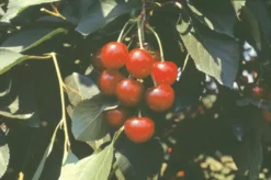 Stark® Montmorency Pie Cherry -Plants Store 148 960x960 1