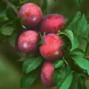 Ozark Premier Plum -Plants Store 1501 960x960 1