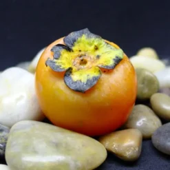 Prok American Persimmon -Plants Store 1575 960x960 1