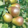 Seckel Pear 2 Seckel Pear -Plants Store 1611 960x960 1