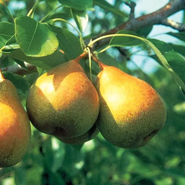 Stark® Honeysweet Pear 3 Stark® Honeysweet Pear