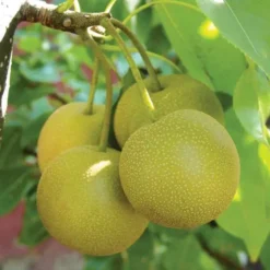 Hosui Asian Pear -Plants Store 1618 960x960 1