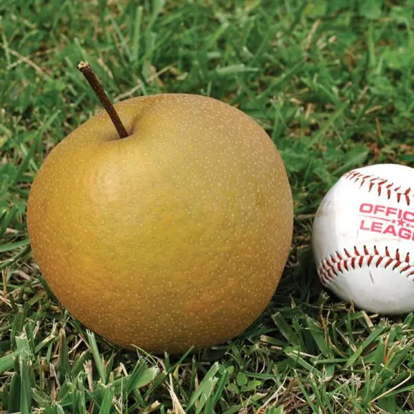 Starking® Hardy Giant™ Asian Pear 3 Starking® Hardy Giant™ Asian Pear