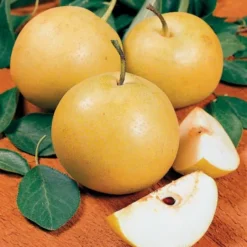Starking® Hardy Giant™ Asian Pear 9 Starking® Hardy Giant™ Asian Pear -Plants Store 1621 960x960 1