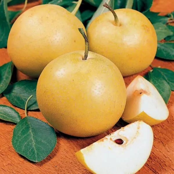 Starking® Hardy Giant™ Asian Pear 6 Starking® Hardy Giant™ Asian Pear - Image 4