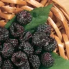Jewel Black Raspberry -Plants Store 1662 960x960 1