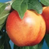 Mericrest Nectarine 2 Mericrest Nectarine -Plants Store 1669 960x960 1