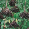 Johns Elderberry -Plants Store 1709 960x960 1