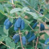 Berry Blue™ Honeyberry -Plants Store 1722 960x960 1