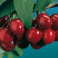 Black Tartarian Sweet Cherry