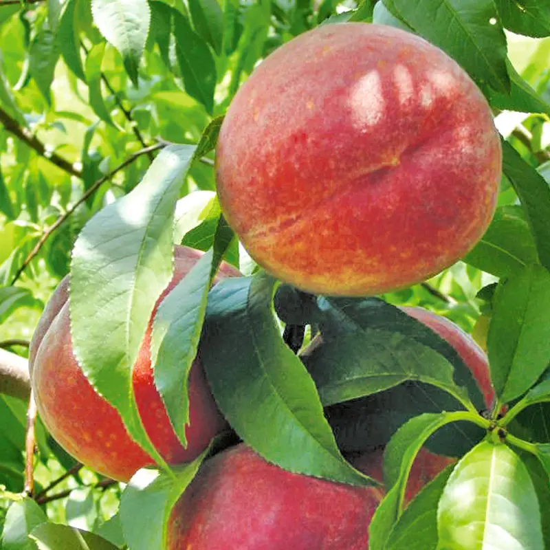 Sentry Peach 3 Sentry Peach