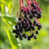 Adams Elderberry -Plants Store 1944 960x960 1