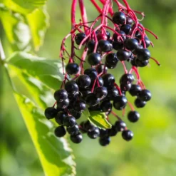 Adams Elderberry