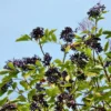 Nova Elderberry -Plants Store 1946 960x960 1