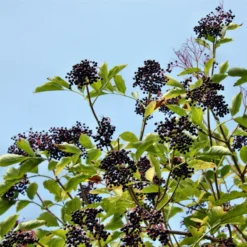 Nova Elderberry