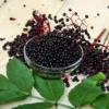 Elderberry Plant Collection -Plants Store 1947 960x960 1