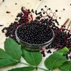 Elderberry Plant Collection