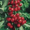 Starkrimson® Sweet Cherry -Plants Store 1972 960x960 1