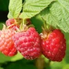 Encore Red Raspberry -Plants Store 1983 960x960 1