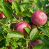 Starkspur® McIntosh Apple -Plants Store 2032 960x960 1