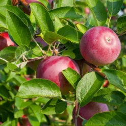 Starkspur® McIntosh Apple