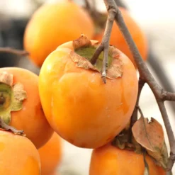 Saijo Asian Persimmon -Plants Store 2039 960x960 1