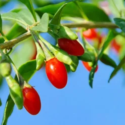 Vermilion Sunset® Goji -Plants Store 2045 960x960 1