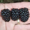Prime-Ark® 45 Primocane Blackberry -Plants Store 2134 960x960 1