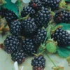 Triple Crown Thornless Blackberry -Plants Store 2138 960x960 1