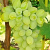 Neptune Seedless Grape -Plants Store 2167 960x960 1
