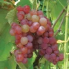 Somerset Seedless Grape -Plants Store 2169 960x960 1