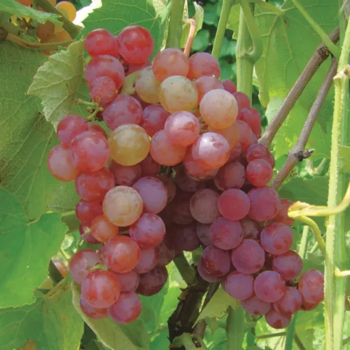 Somerset Seedless Grape 6 Somerset Seedless Grape -Plants Store 2169 960x960 1