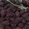 Boysenberry -Plants Store 2180 960x960 1