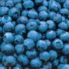 Patriot Blueberry -Plants Store 2215 960x960 1
