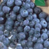 Northcountry Blueberry -Plants Store 2218 960x960 1