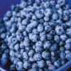 Northblue Blueberry -Plants Store 2219 960x960 1