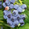 Jersey Blueberry -Plants Store 2221 960x960 1