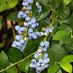 Jersey Blueberry -Plants Store 2223 960x960 1