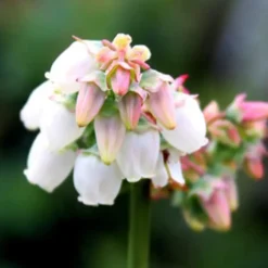 Elliott Blueberry -Plants Store 2227 960x960 1